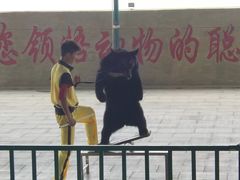 -东方熊牧场