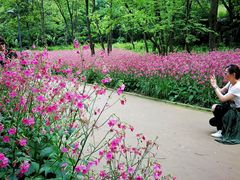 -西湖风景区-江洋畈生态公园