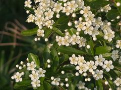 -高子水居