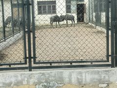 -秦皇岛野生动物园