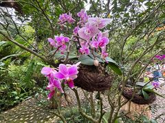 -深圳仙湖植物园