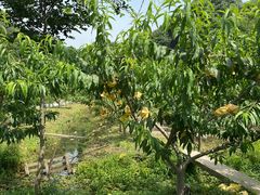 -宾湖农庄·农场特色(太湖龙之梦店)
