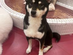 -和它·交个朋友·狗咖猫咖(爱琴海店)