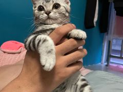 -飞行喵MR PILOT|猫舍·猫咖(静安大融城店)