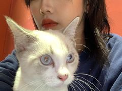 -猫色咖啡·猫咖