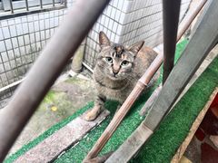 -光明刘冰乳鸽店(光明法政北路店)