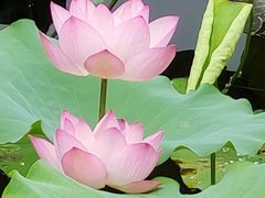 -荔湾湖公园