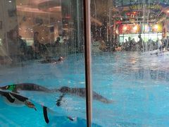 -帝企鹅自助餐厅•儿童岛•真企鹅(长隆企鹅酒店)