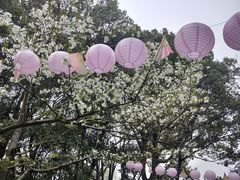 -金鸡湖桃花岛