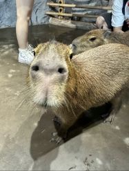 -Zoolung Zoolung动物主题公园(海信广场店)