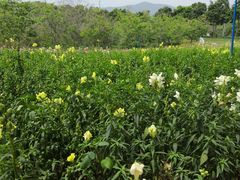 -天适樱花悠乐园