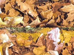 -白塘生态植物园