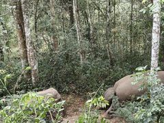 -野象谷景区