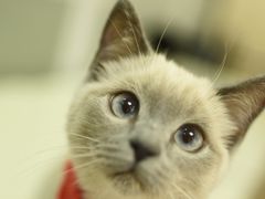 -鼓捣猫呢主题猫咖店