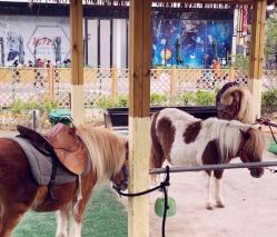 -萌宠亲子动物乐园(槐房万达店)