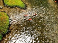 -几荷·恰似故人来(秀水广场店)