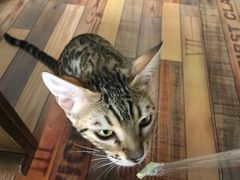 -猫咪咖啡·猫咖(万达广场店)