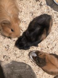 -酷嗒动物文化乐园(cutezoo西溪乐天城店)