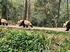 -中国大熊猫保护研究中心雅安碧峰峡基地