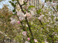-高东镇樱花园