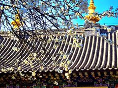 -护国法轮寺