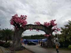 -天适樱花悠乐园
