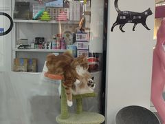 -糯米喵星人·撸猫猫舍咖啡馆(西市场嘉华店)
