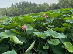 -前关湿地公园