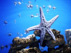 -芜湖新华联大白鲸海洋公园