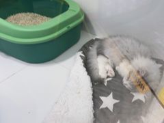-1013 PET SHOP精品宠物商店(丁香店)