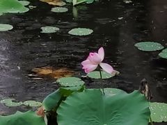 -荔湾湖公园