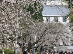 -武汉大学-樱园