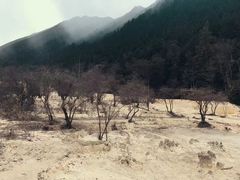 -黄龙山原始森林景区