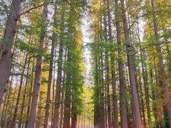 -日照海滨国家森林公园