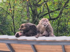 -西岭雪山大飞水景区