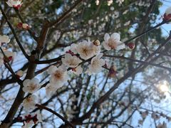 -香雪海