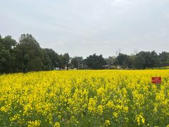 -三圣花乡旅游区