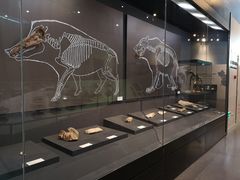 -北京周口店北京人遗址博物馆