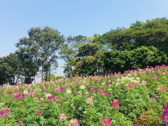 -松山湖梦幻百花洲
