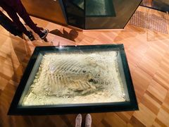 -墨尔本博物馆(Melbourne Museum)