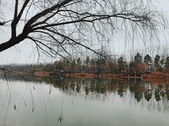 -合肥滨湖国家森林公园