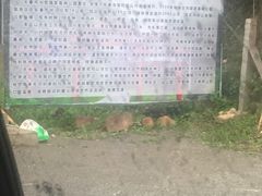 -吊水壶国家森林公园