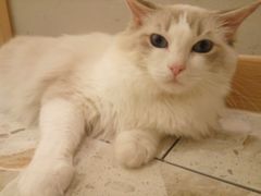 -飞行喵MR PILOT|猫舍·猫咖(静安大融城店)