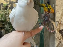 -吉丁鸟咖·异宠·寄养