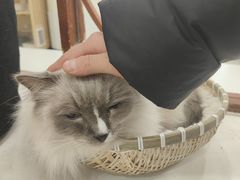-共舞时光猫咖·狗咖(新街口店)