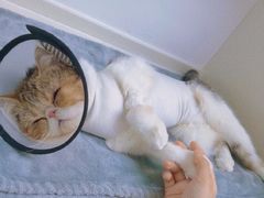 -关爱宠物医院·猫科中心·消化科(滨湖万达分院)