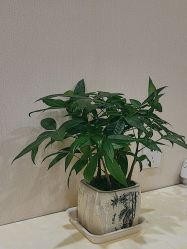 -北京米扬丽格医疗美容·联合丽格鼻整形中心