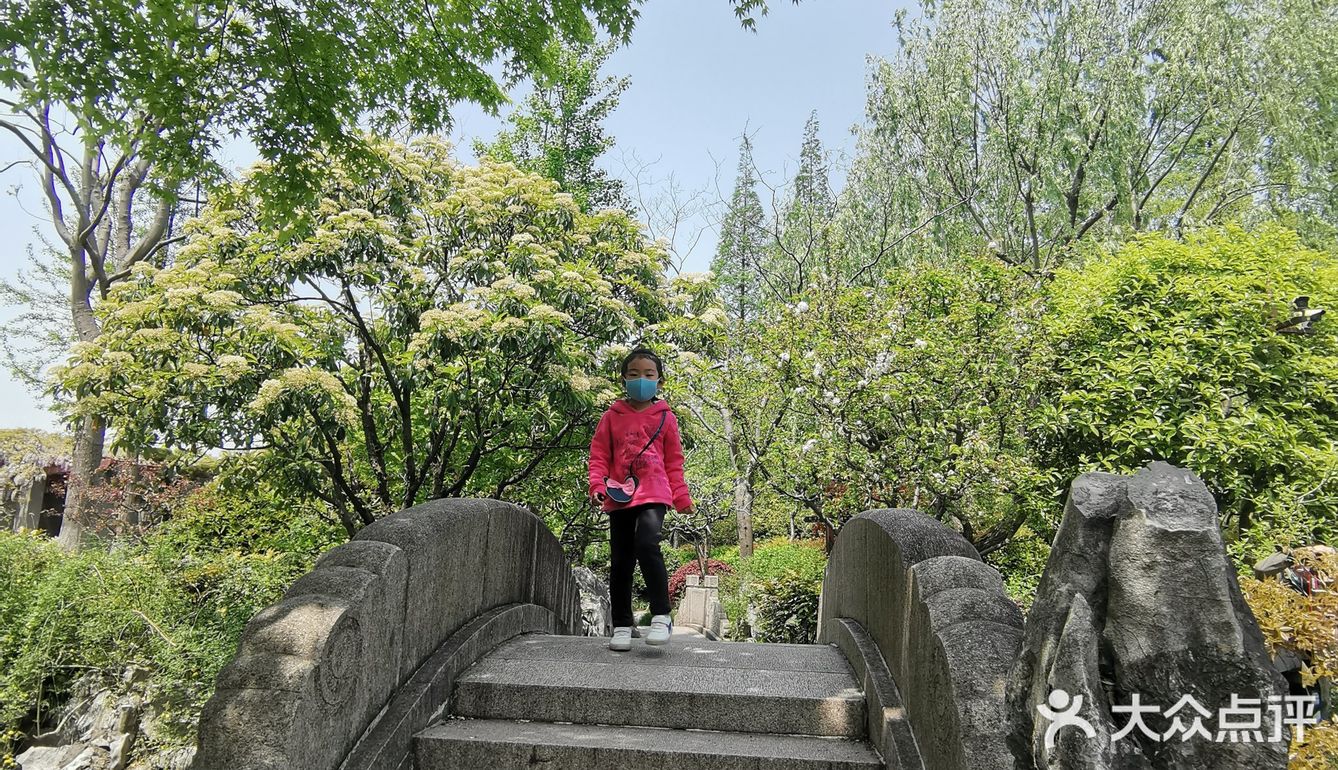 古树紫藤花开季