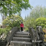 古树紫藤花开季