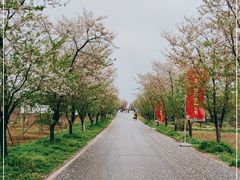 -天王浮山樱花园